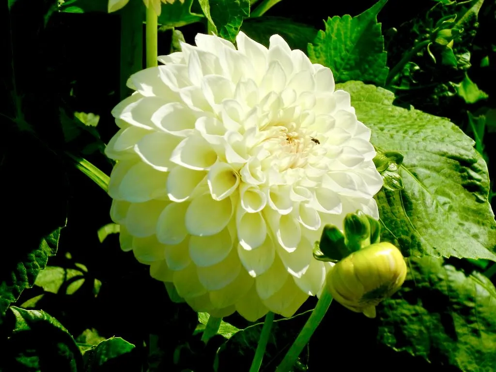 Dahlia Powerscourt Gardens - Online Flower Garden Dahlia Powerscourt Gardens, Dublin, Ireland