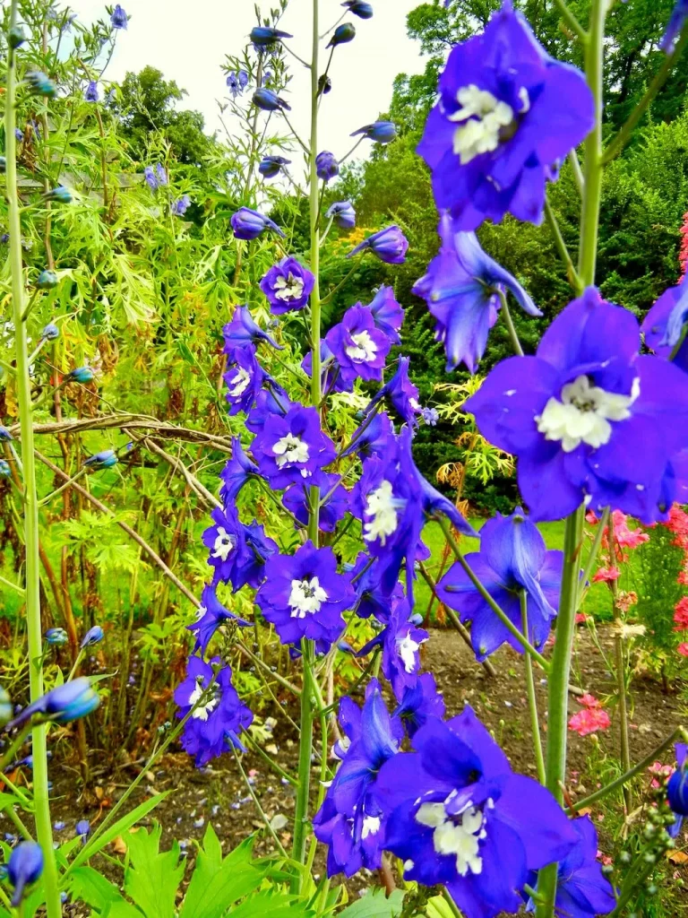 Delphinium'King Arthur'