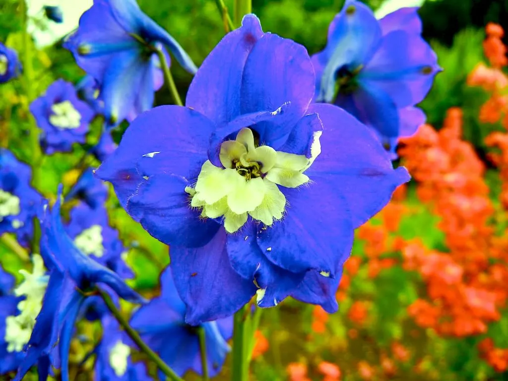 Delphinium 'King Arthur'