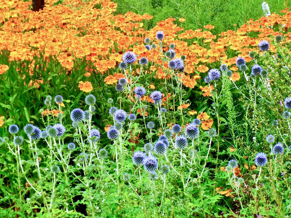 Echinops ritro subsp. ruthenicus