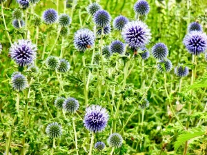 Echinops ritro subsp. ruthenicus
