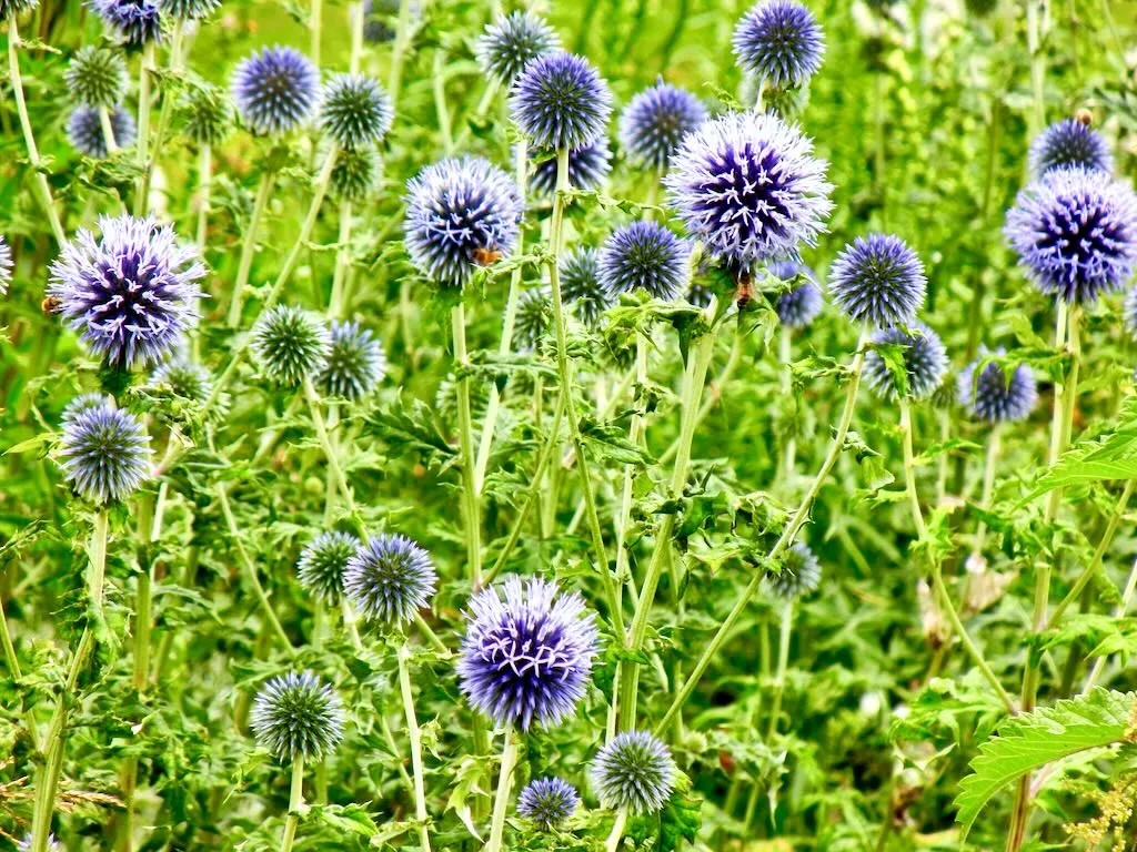Echinops ritro subsp. ruthenicus