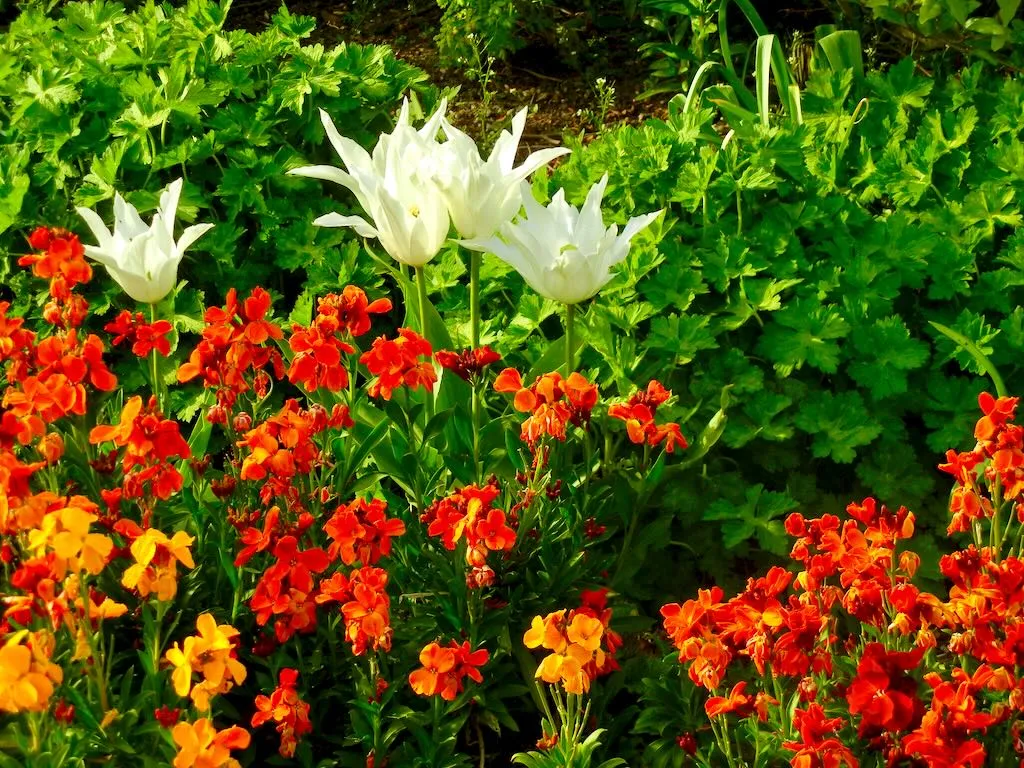 Erysimum and Tulips