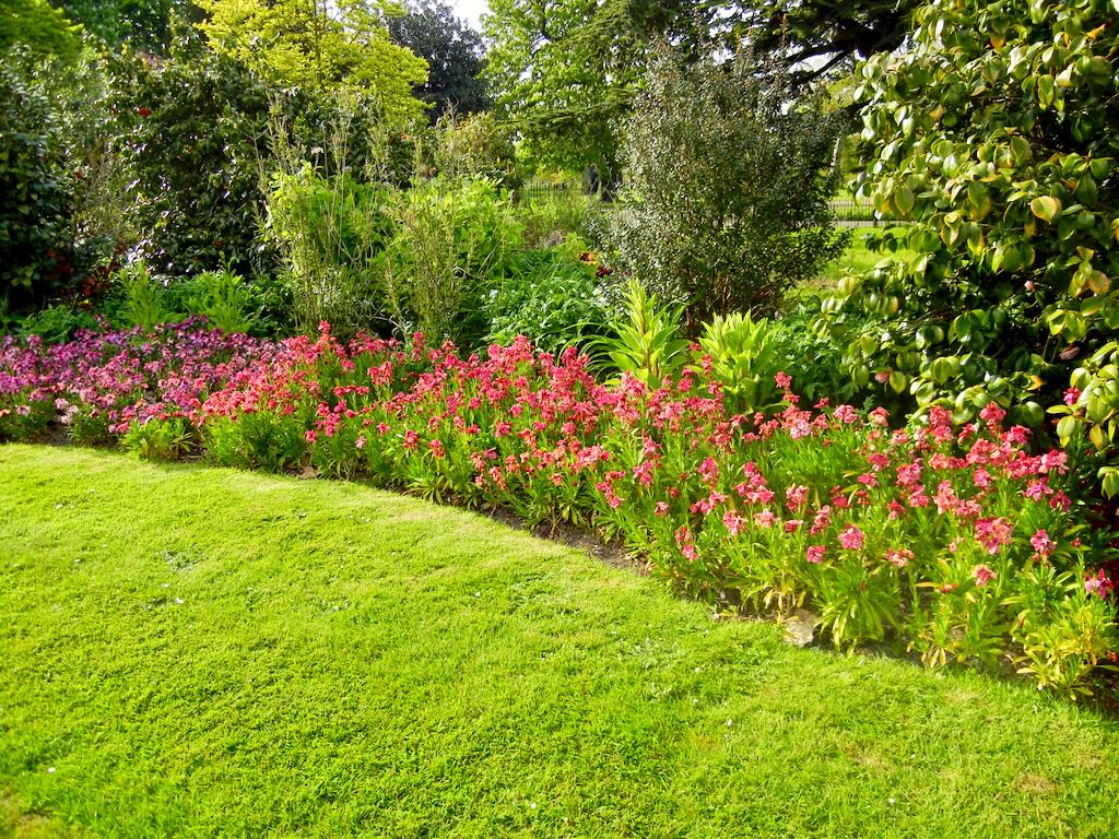 Erysimum cheiri 'Constant Cheer'