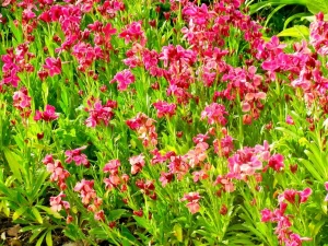 Erysimum cheiri 'Constant Cheer'