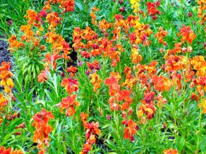 Erysimum cheiri 'Fire King'