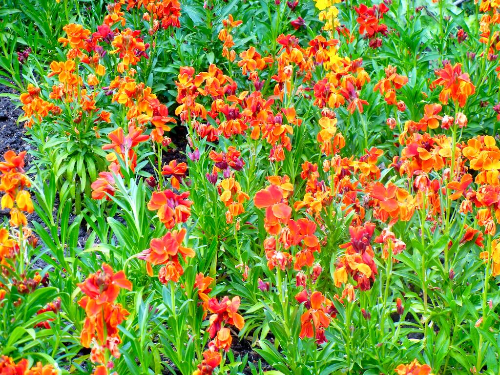 Brassicaceae Erysimum cheiri'Fire King'
