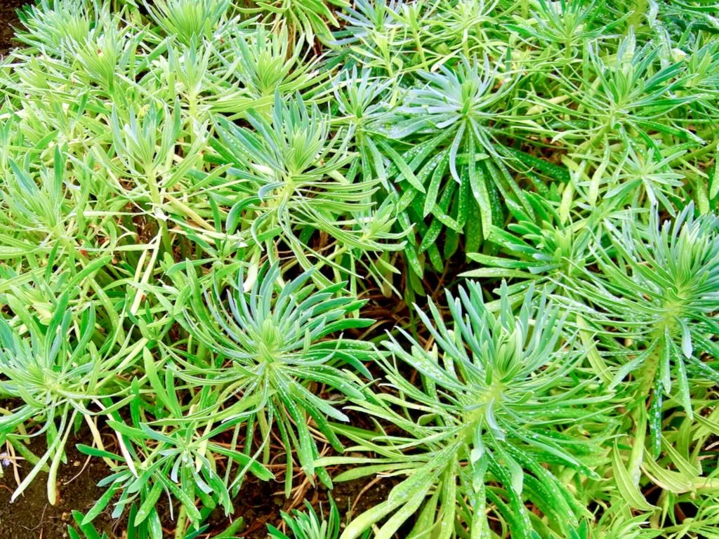 Euphorbia characias subsp. wulfenii