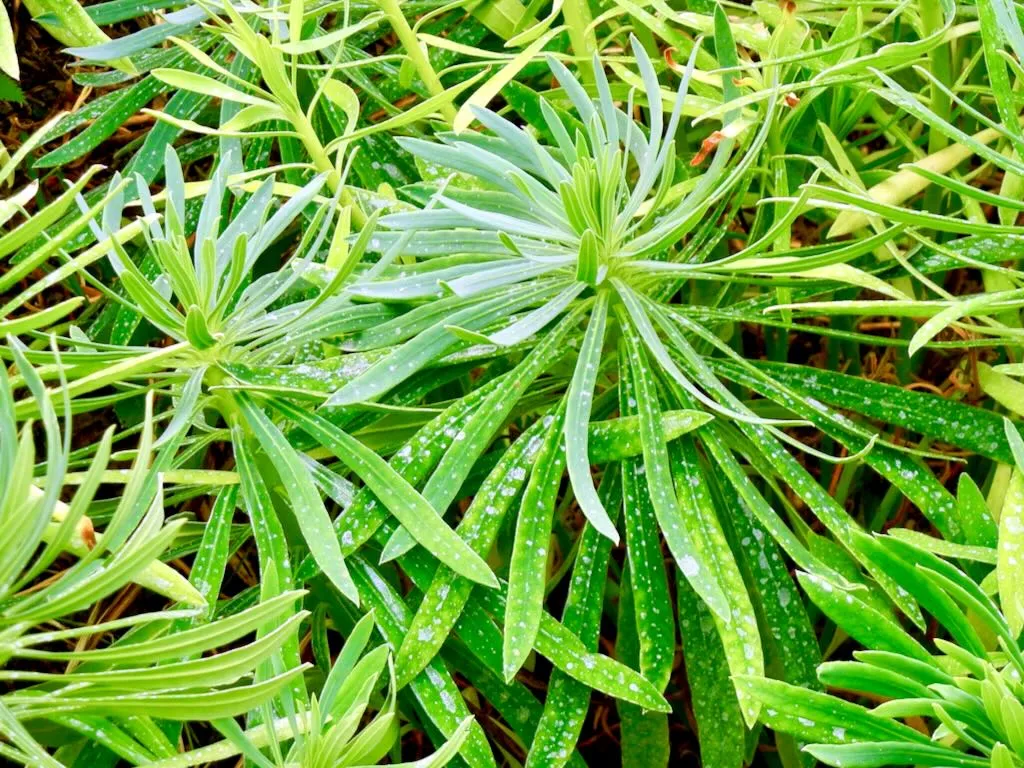 Euphorbia characias subsp. wulfenii
