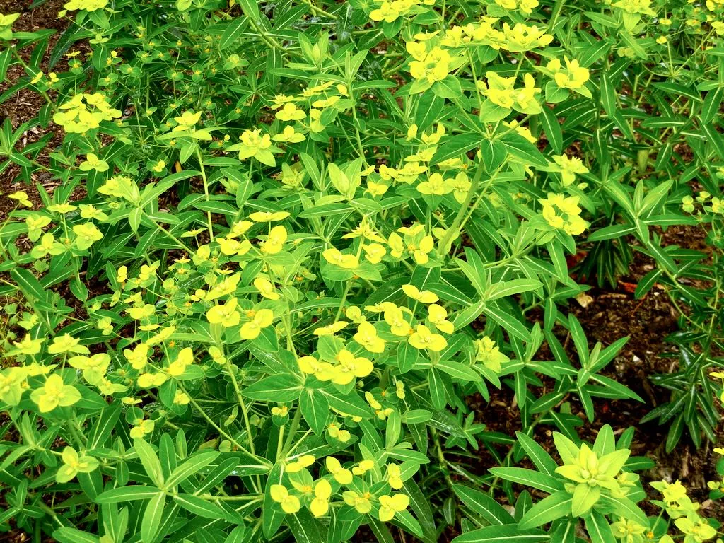 Euphorbia schillingii