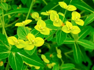 Euphorbia schillingii