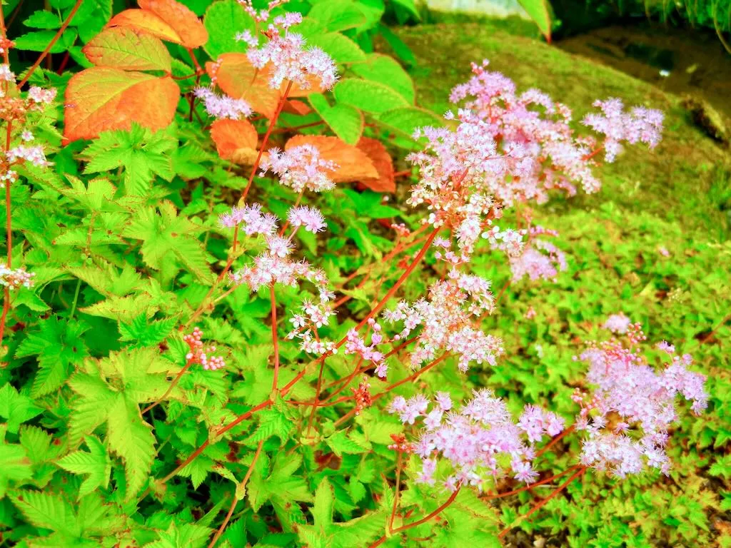 Filipendula palmata Nana-1 - Online Flower Garden Filipendula palmata'Nana'
