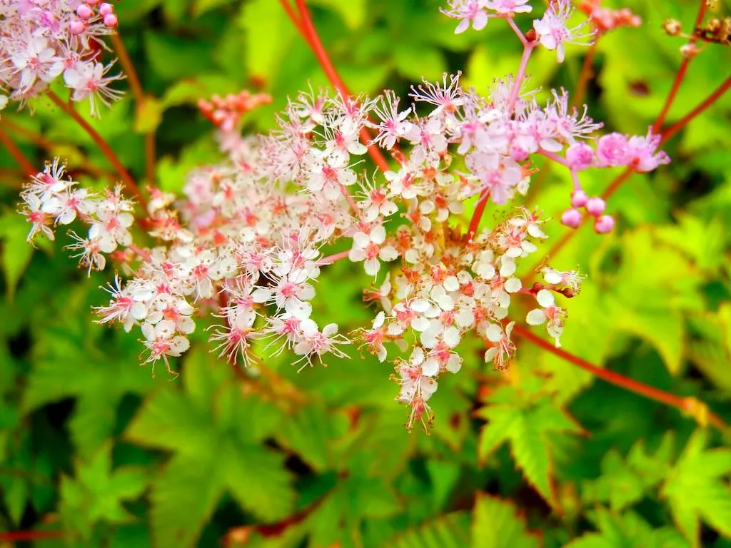 Filipendula palmata Nana - Online Flower Garden Filipendula palmata 'Nana'