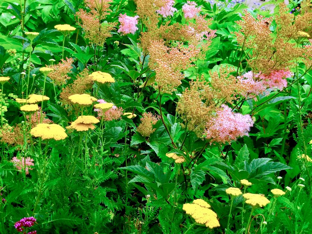 Filipendula rubra Venusta-1 - Online Flower Garden Filipendula rubra'Venusta'