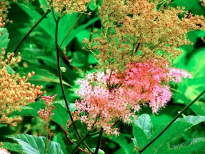 Filipendula rubra 'Venusta'