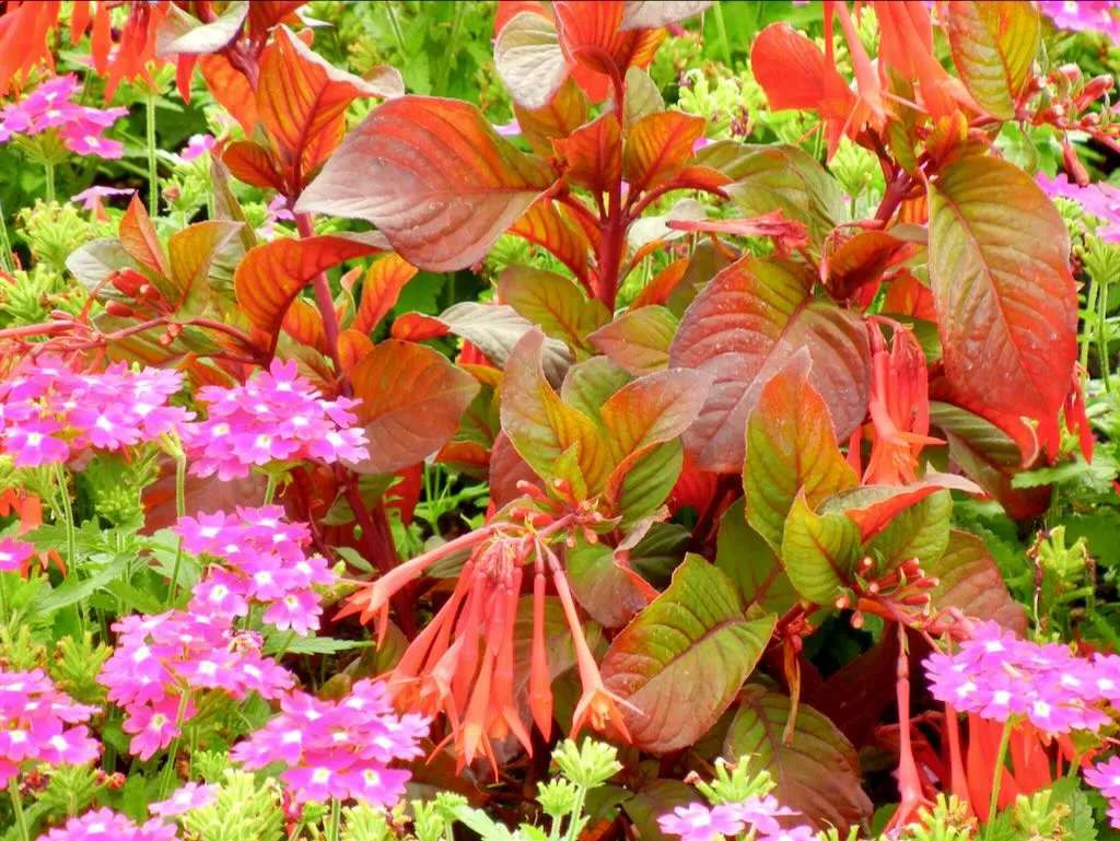 Fuchsia triphylla'Thalia'