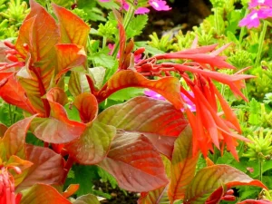 Fuchsia triphylla 'Thalia'