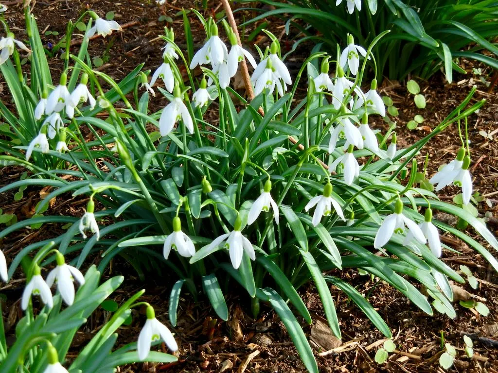 Galanthus nivalis or Snowdrop