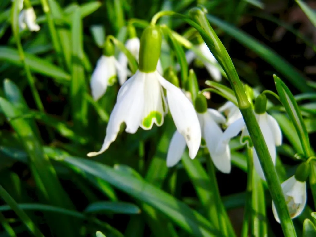 Galanthus nivalis or Snowdrop
