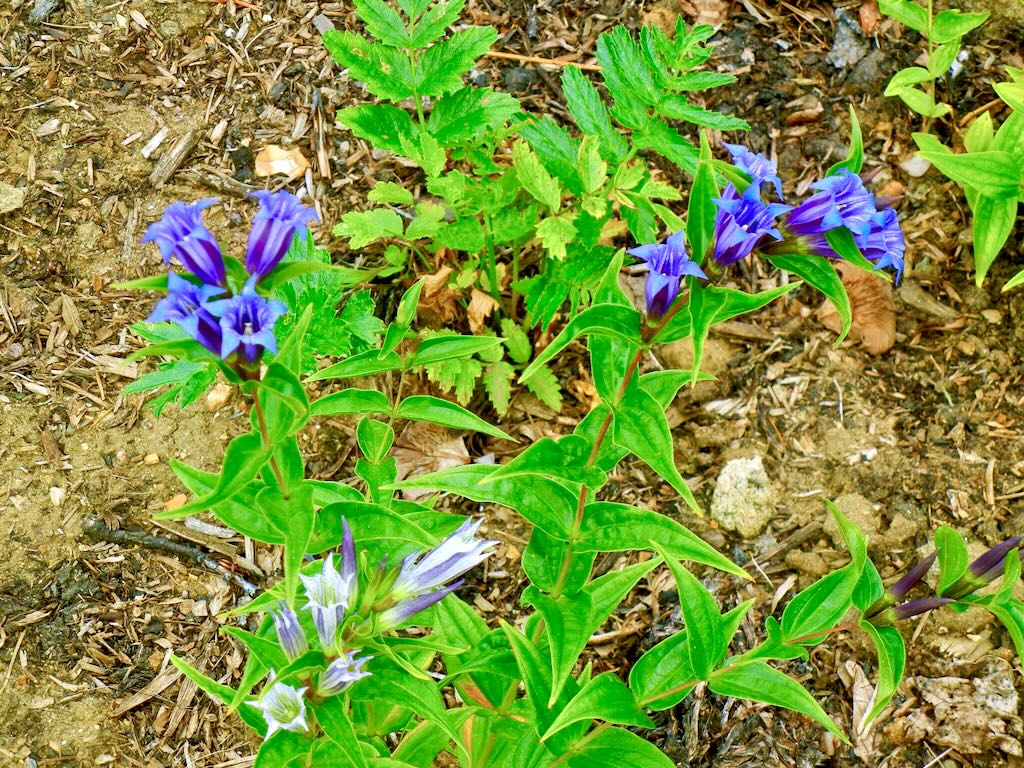 Gentiana asclepiadea