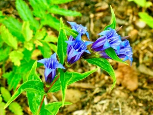 Gentiana asclepiadea