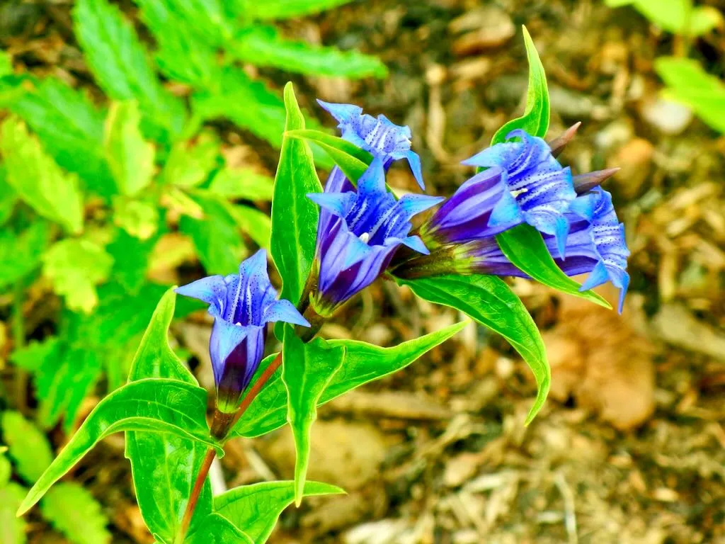 Gentiana asclepiadea