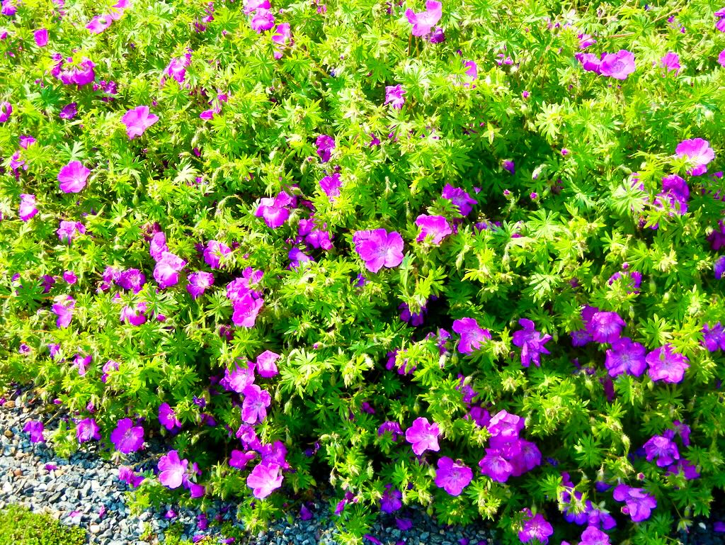 Geranium sanguineum