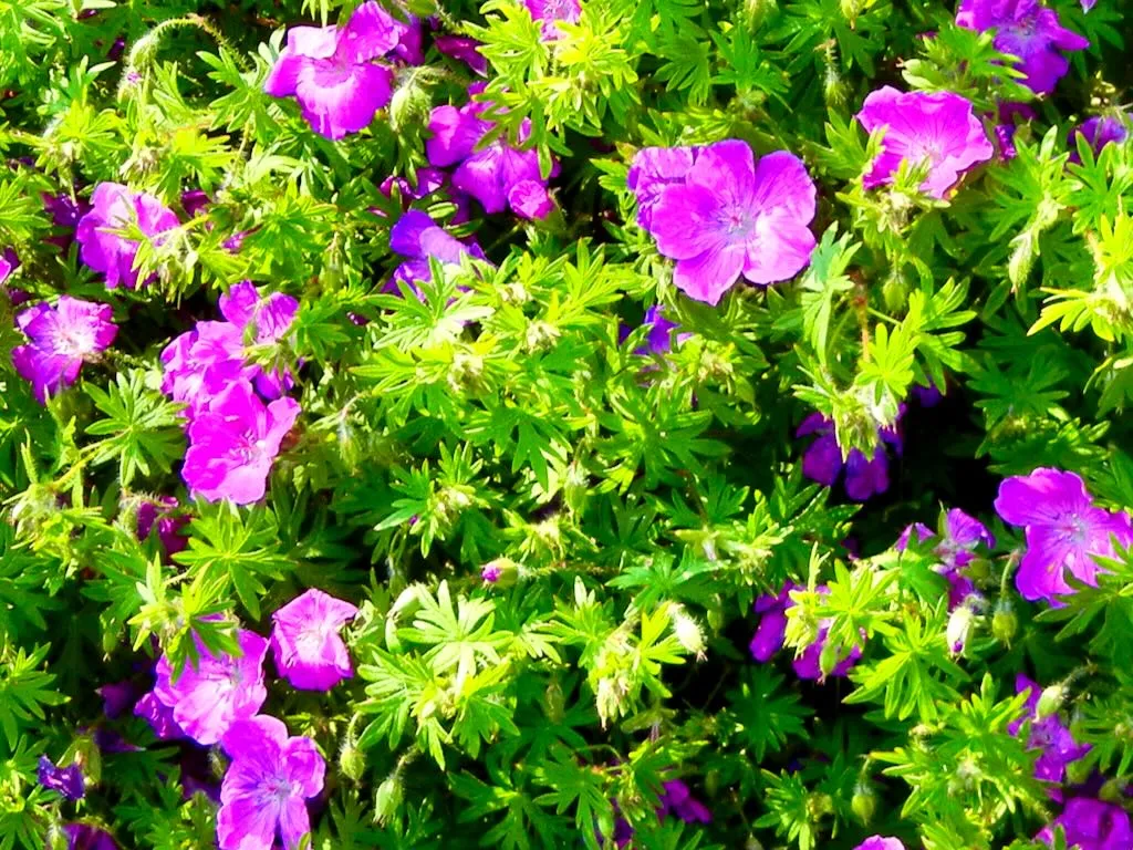 Geranium sanguineum
