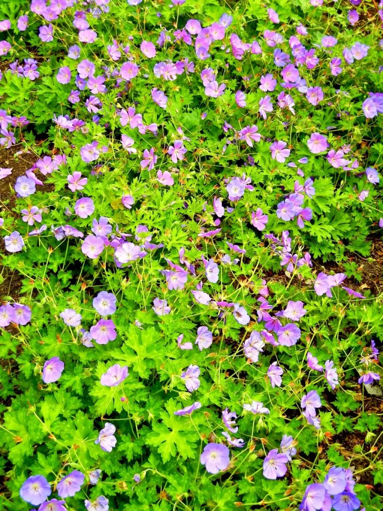 Geranium wallichianum