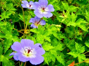 Geranium wallichianum