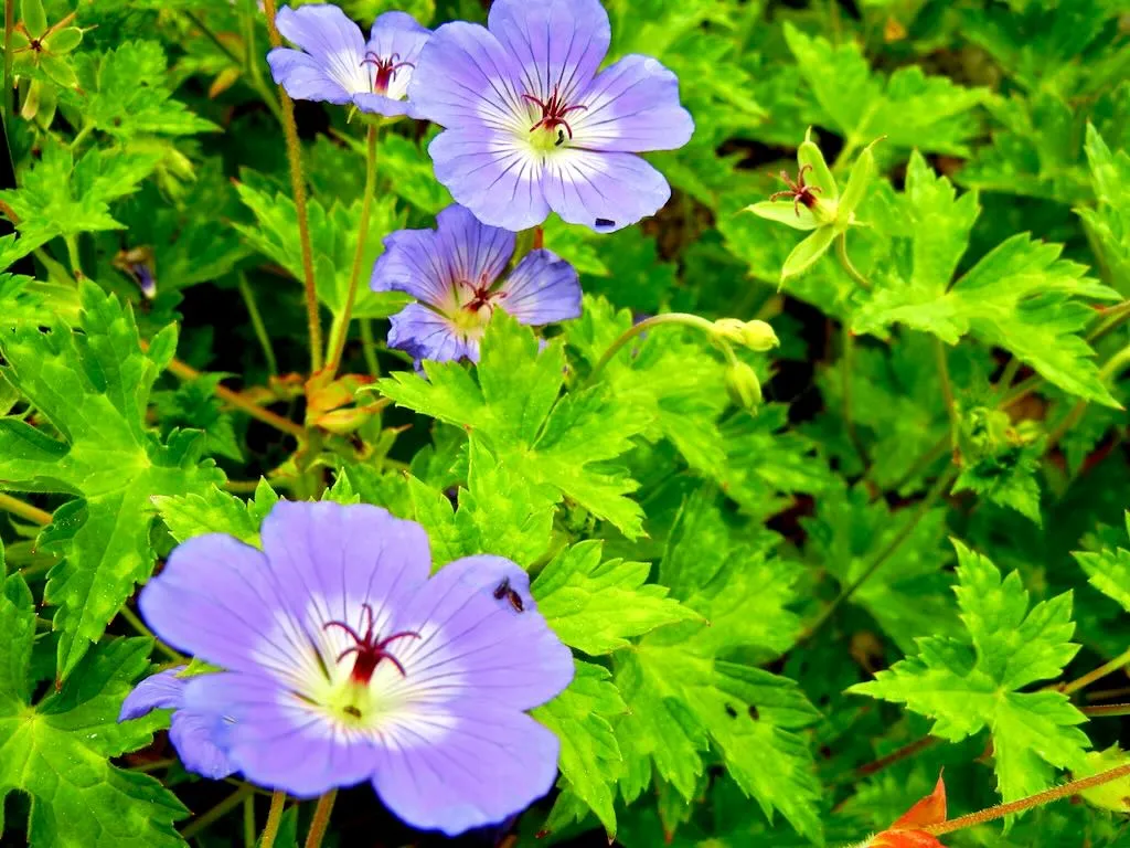 Geranium wallichianum