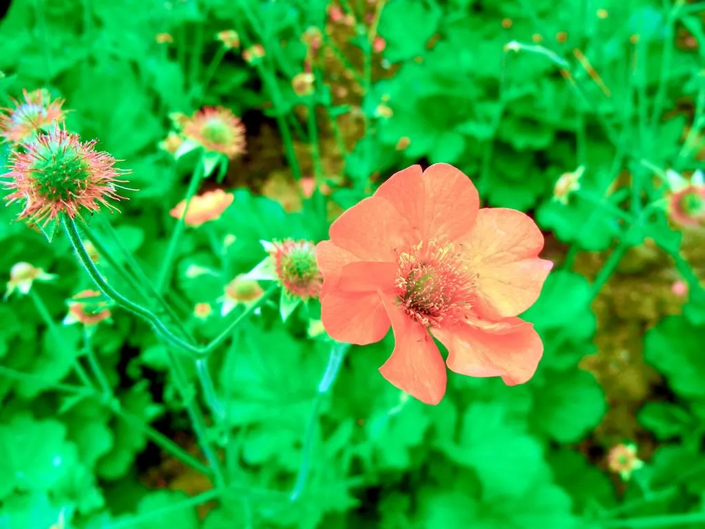 Geum 'Totally Tangerine'