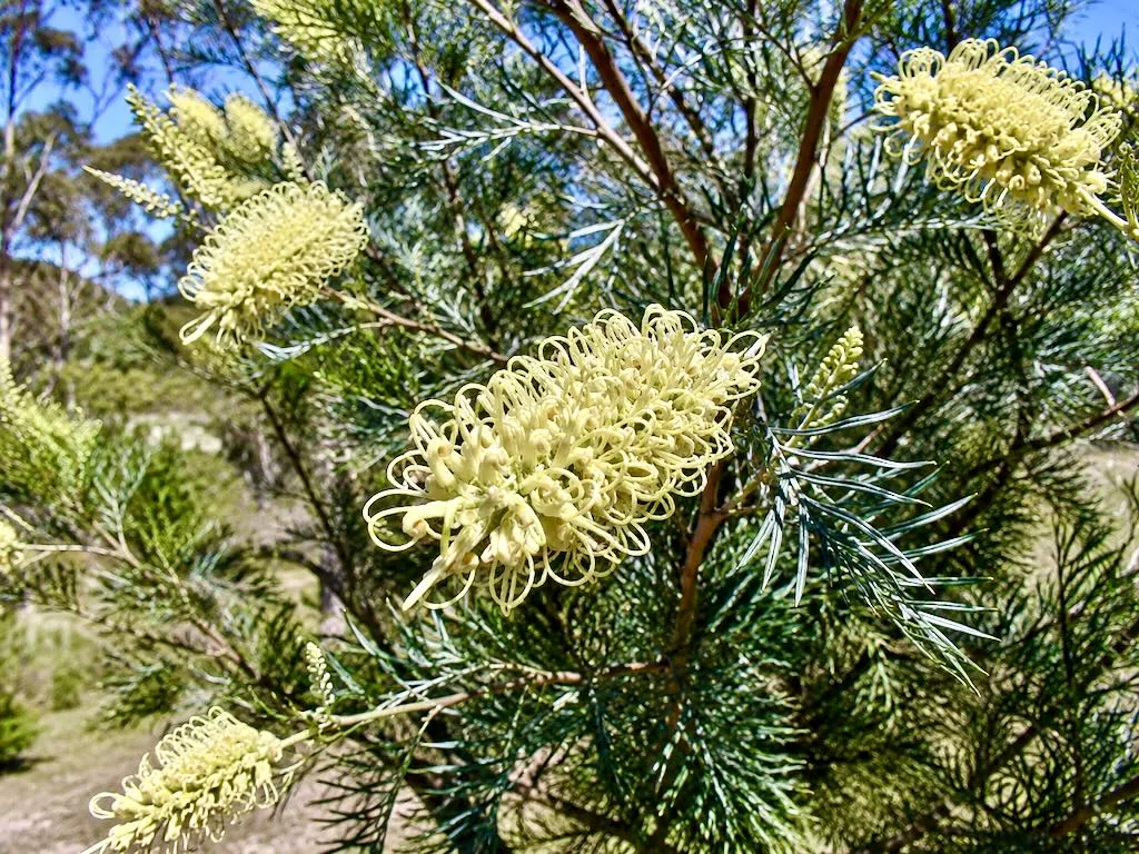 Grevillea Moonlight-1 - Online Flower Garden Grevillea'Moonlight'
