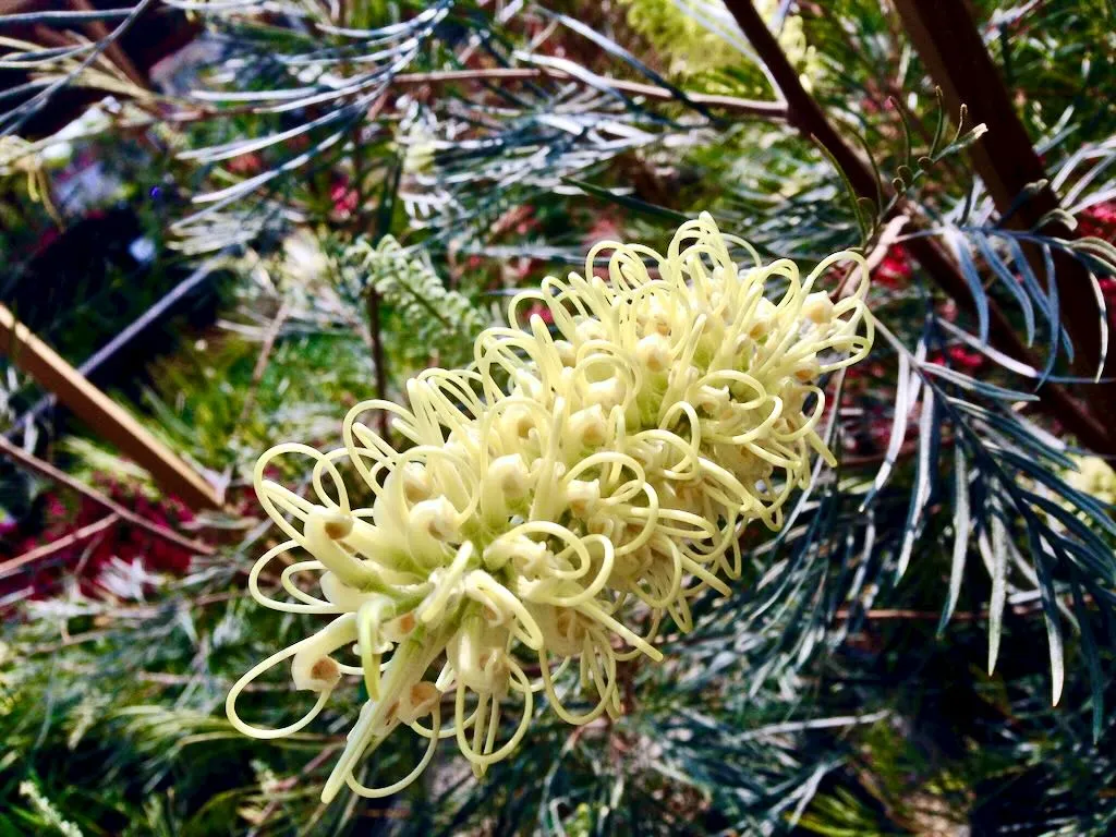 Grevillea Moonlight - Online Flower Garden Grevillea 'Moonlight'