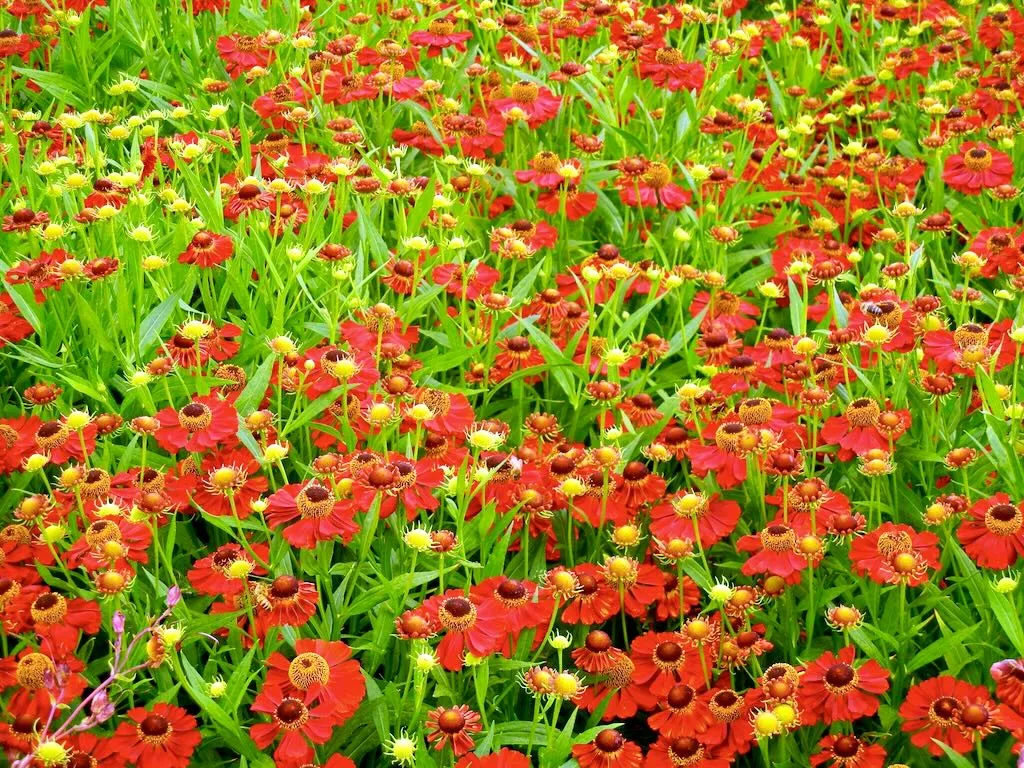 Helenium'Rubinzwerg'