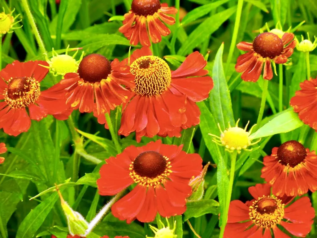 Helenium 'Rubinzwerg'