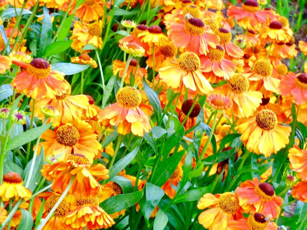 Helenium 'Sahin's Early Flowerer'