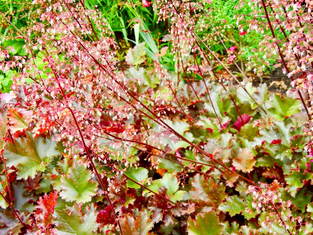 Heuchera 'Chocolate Ruffles'