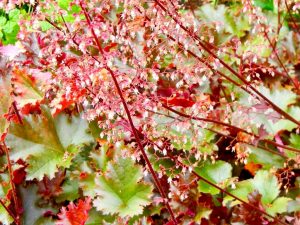 Heuchera 'Chocolate Ruffles'