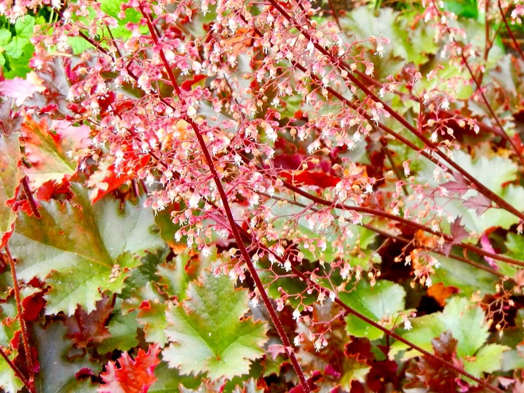 Heuchera 'Chocolate Ruffles'