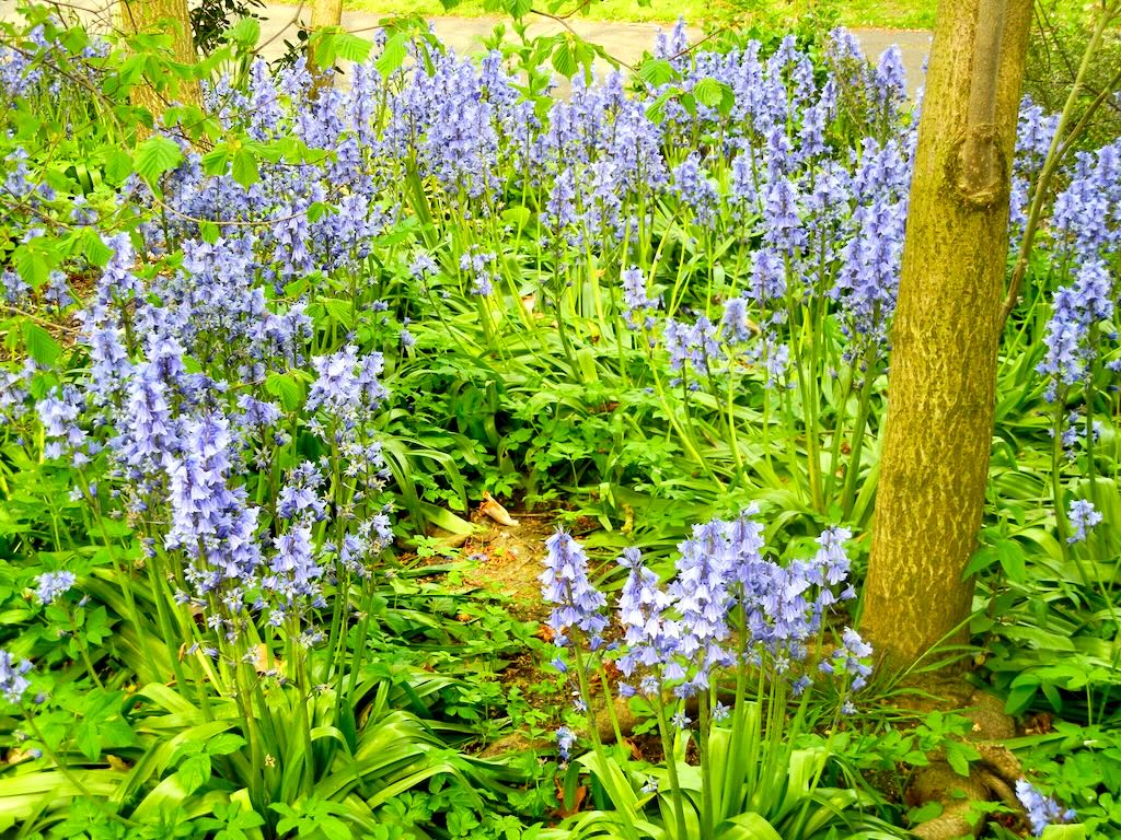Hyacinthoides non-scripta