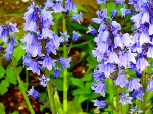 Hyacinthoides non-scripta