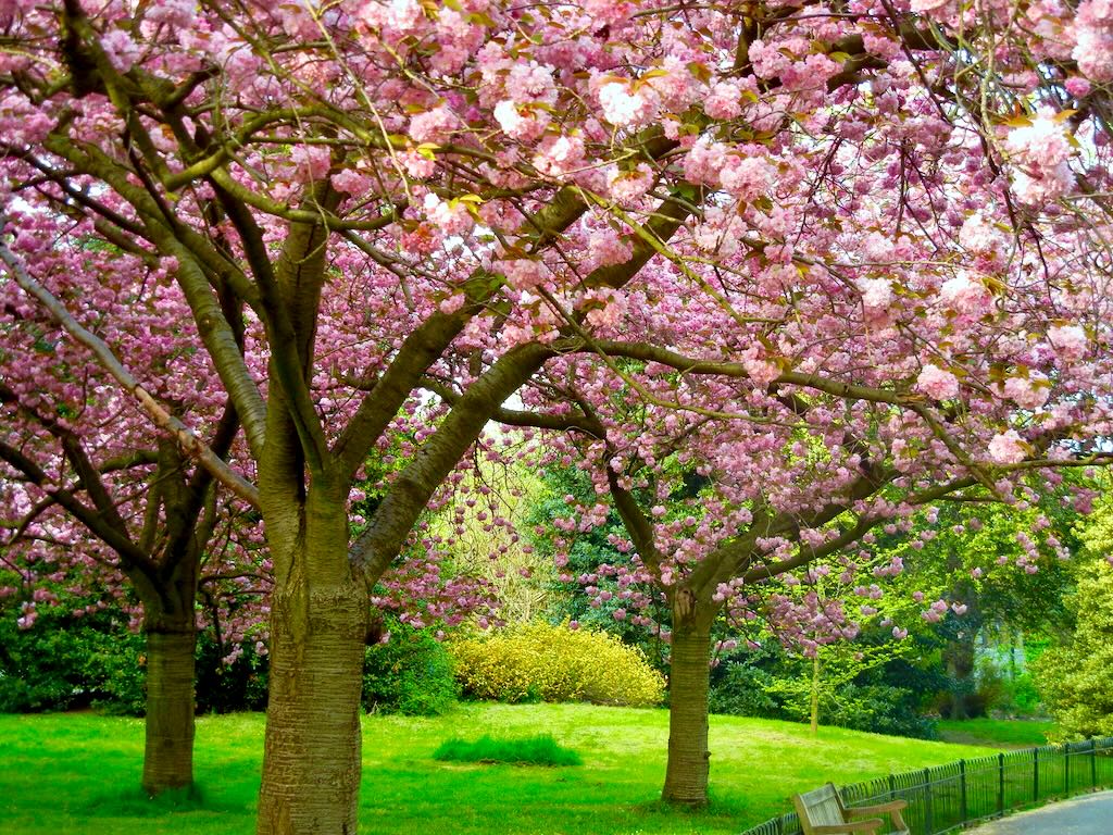 Cherry Blossom Hyde Park