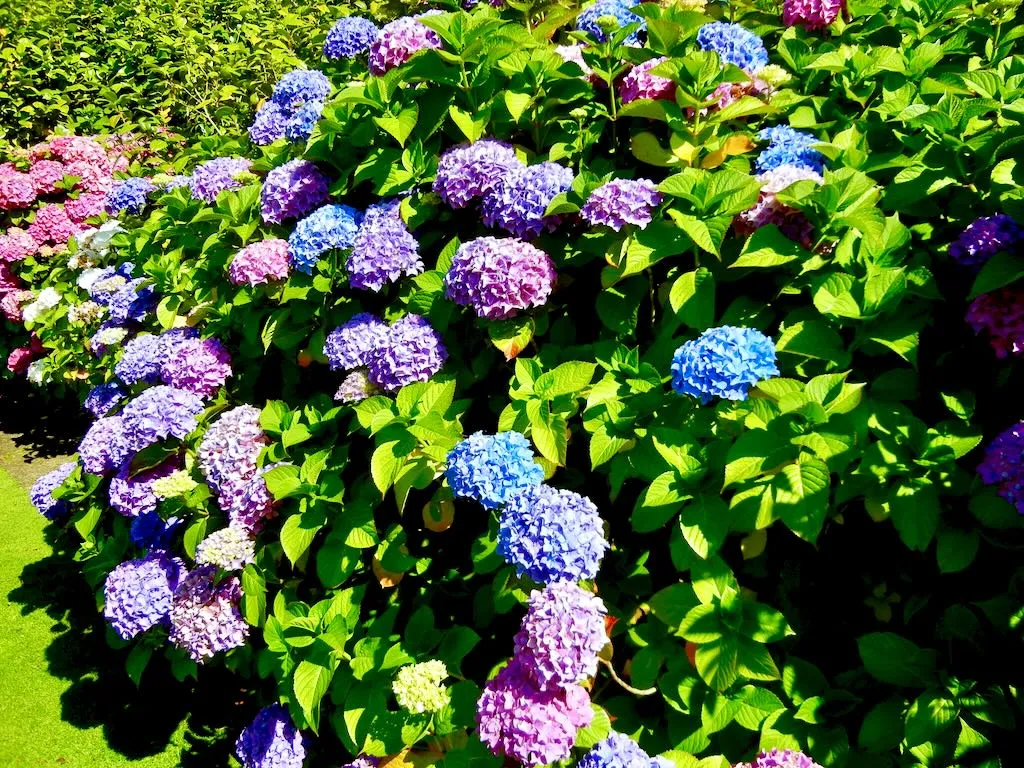 Hydrangea Powerscourt Gardens - Online Flower Garden Hydrangea at Powerscourt Gardens