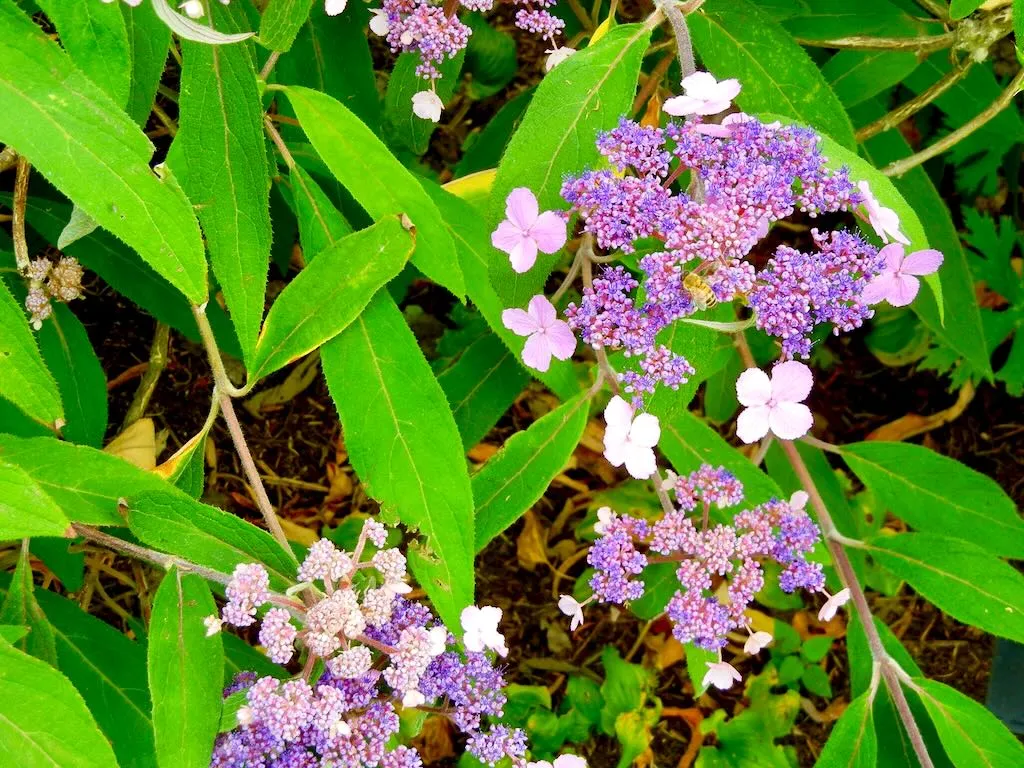 Hydrangea aspera macrophylla-1 - Online Flower Garden Hydrangea aspera var. macrophylla