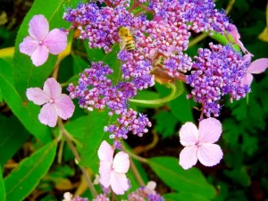 Hydrangea aspera var. macrophylla