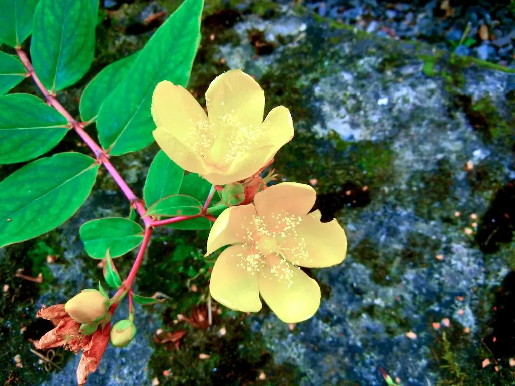 Hypericum patulum - Online Flower Garden Hypericaceae Hypericum patulum