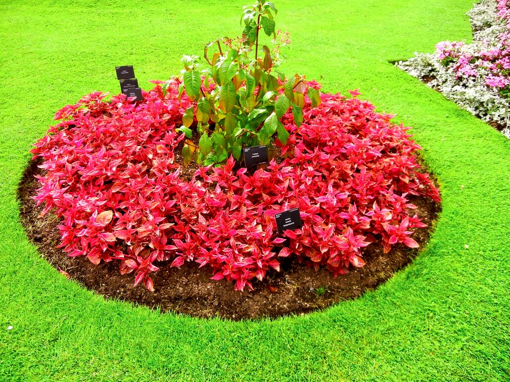 Iresine herbstii Brilliantissima-1 - Online Flower Garden Iresine herbstii'Brilliantissima'
