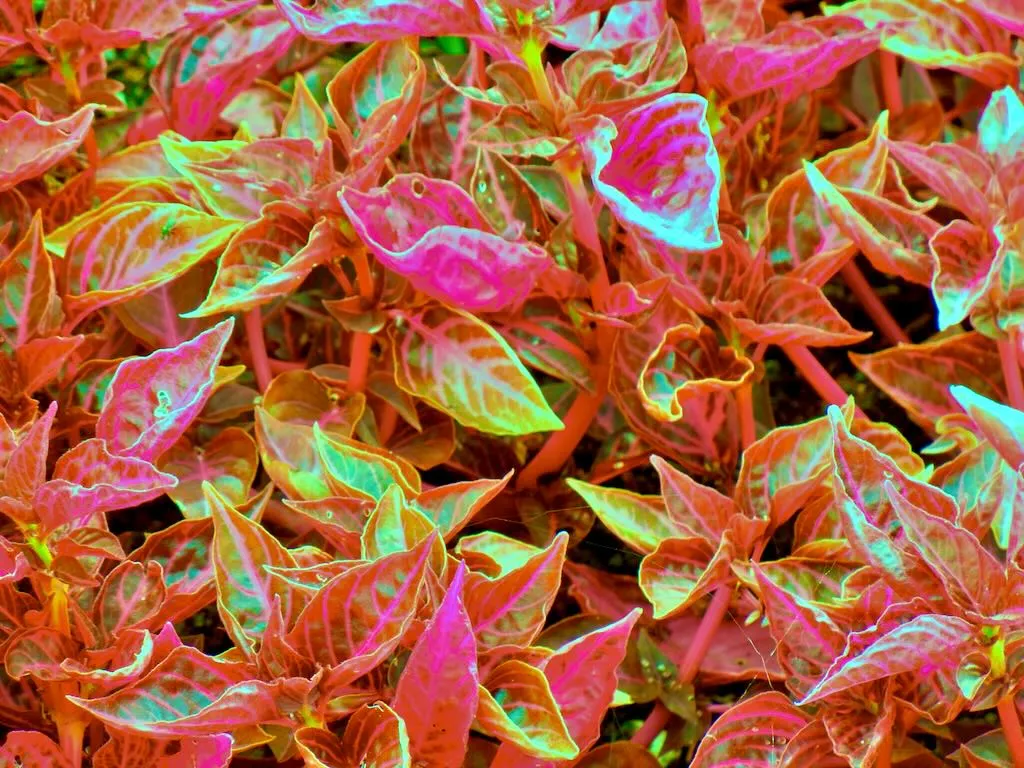 Iresine herbstii Brilliantissima - Online Flower Garden Iresine herbstii 'Brilliantissima'