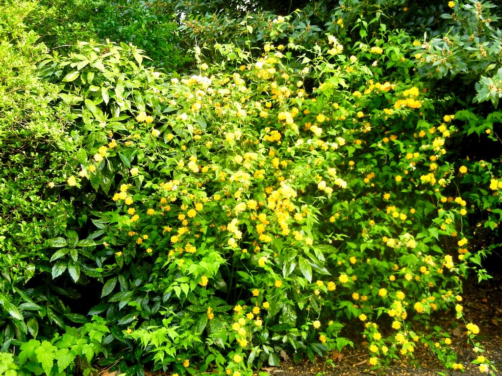 Kerria japonica Pleniflora-1 - Online Flower Garden Kerria japonica'Pleniflora'